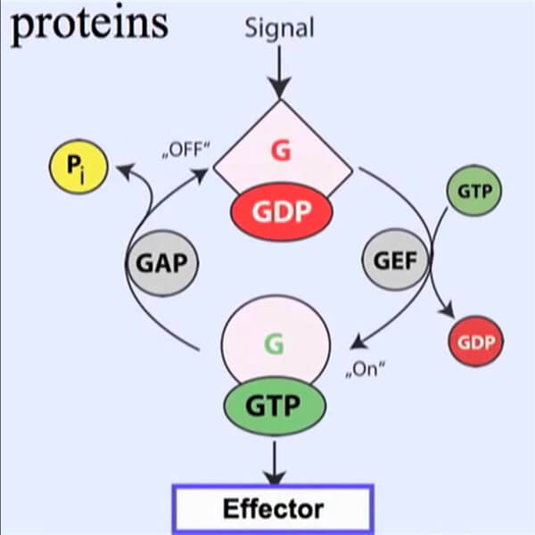 GTP酶活化蛋白.jpg