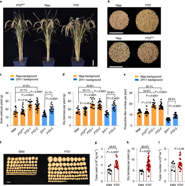 在水稻和马铃薯中引入FTO实现m6A RNA的去甲基化修饰.jpg