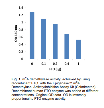 不同浓度重组FTO酶.png