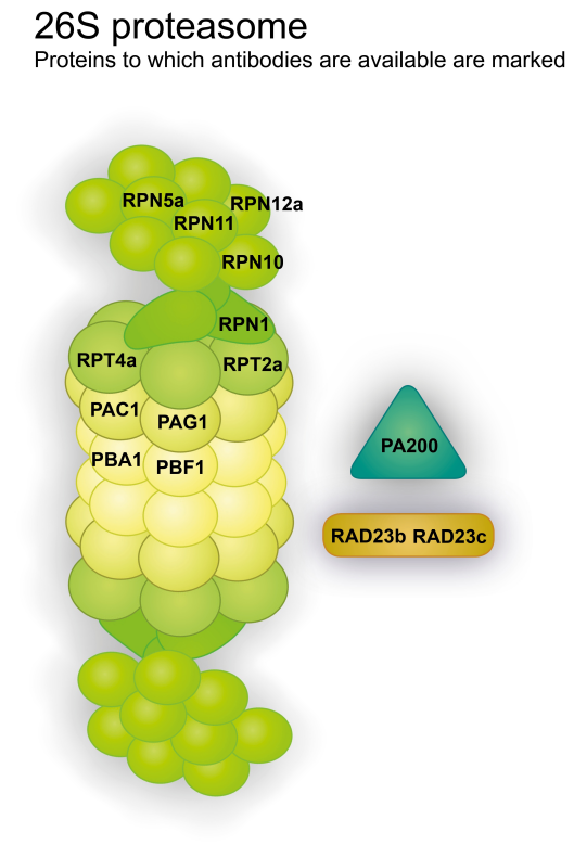 26S-proteasome.png