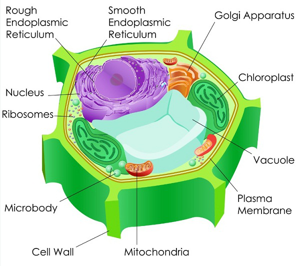 Mitochondrial-protein.png